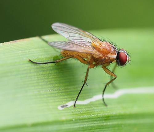 Réf. 263 203 : Achanthiptera rohrelliformis